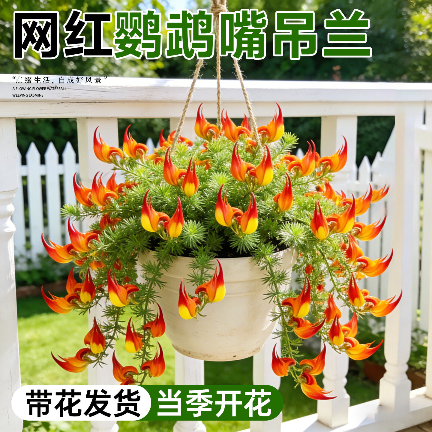鹦鹉嘴盆栽加那利百脉根室内阳台垂吊观叶开花绿植奇特稀有章鱼花