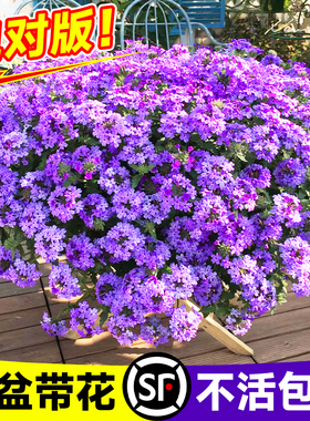 细叶美女樱盆栽大苗室内花卉阳台好养绿植物多年生耐寒耐热四季开