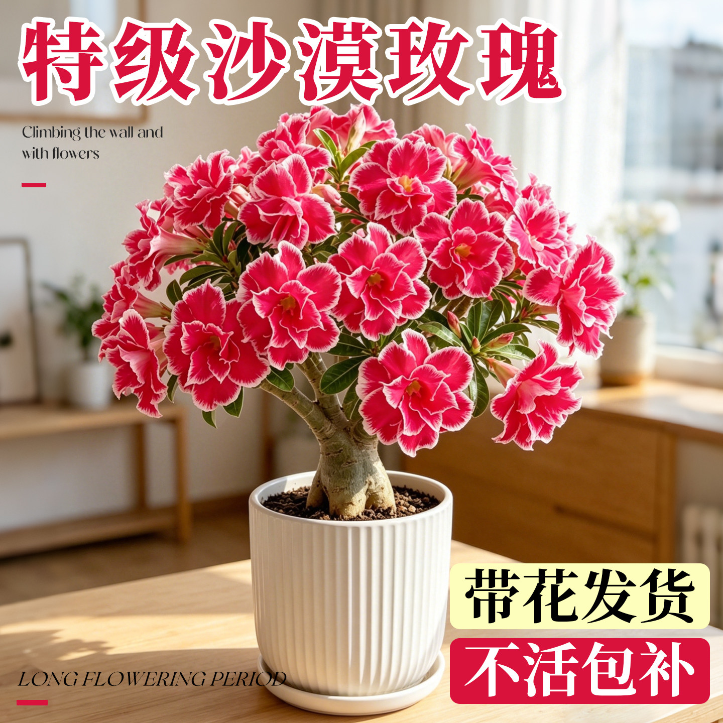 沙漠玫瑰盆栽重瓣带花苞老桩四季开花卉绿植物室内办公室耐干好养