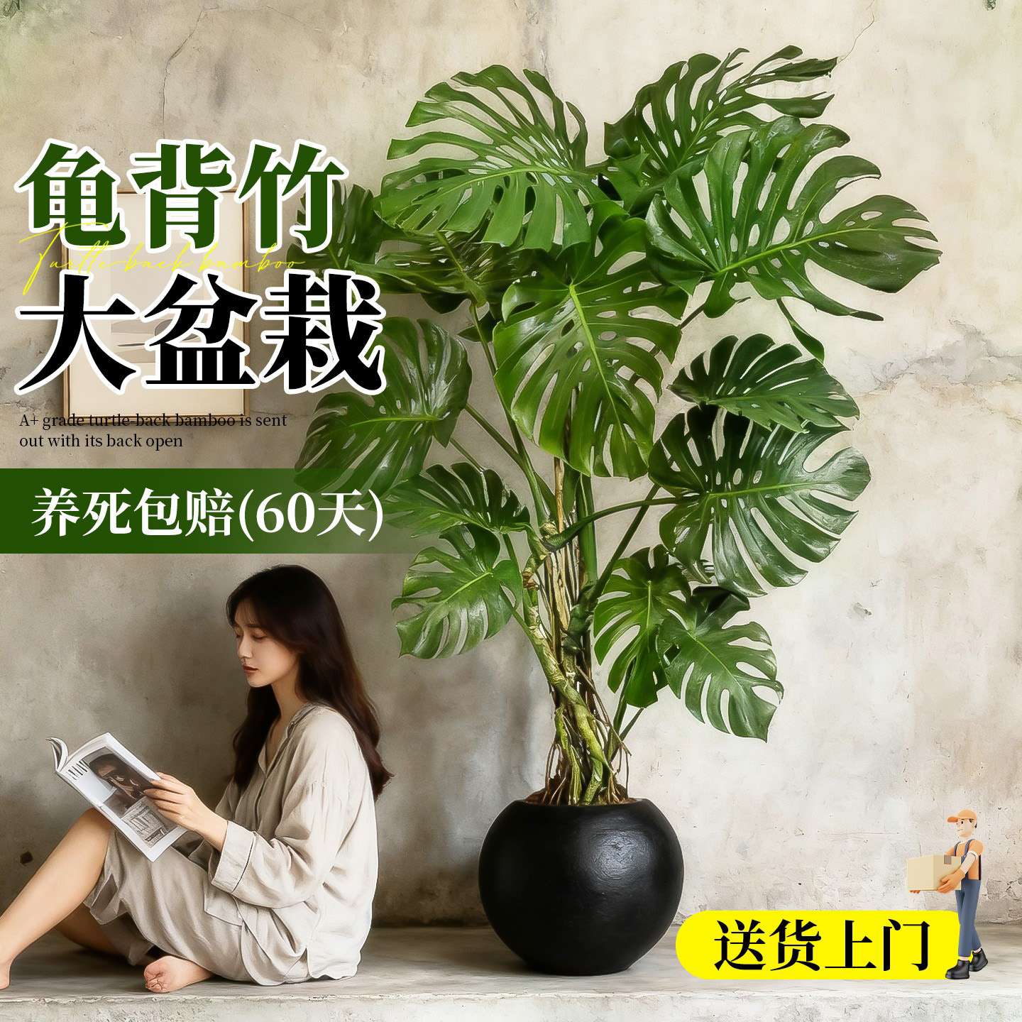 龟背竹老桩盆栽精品开背大叶绿植