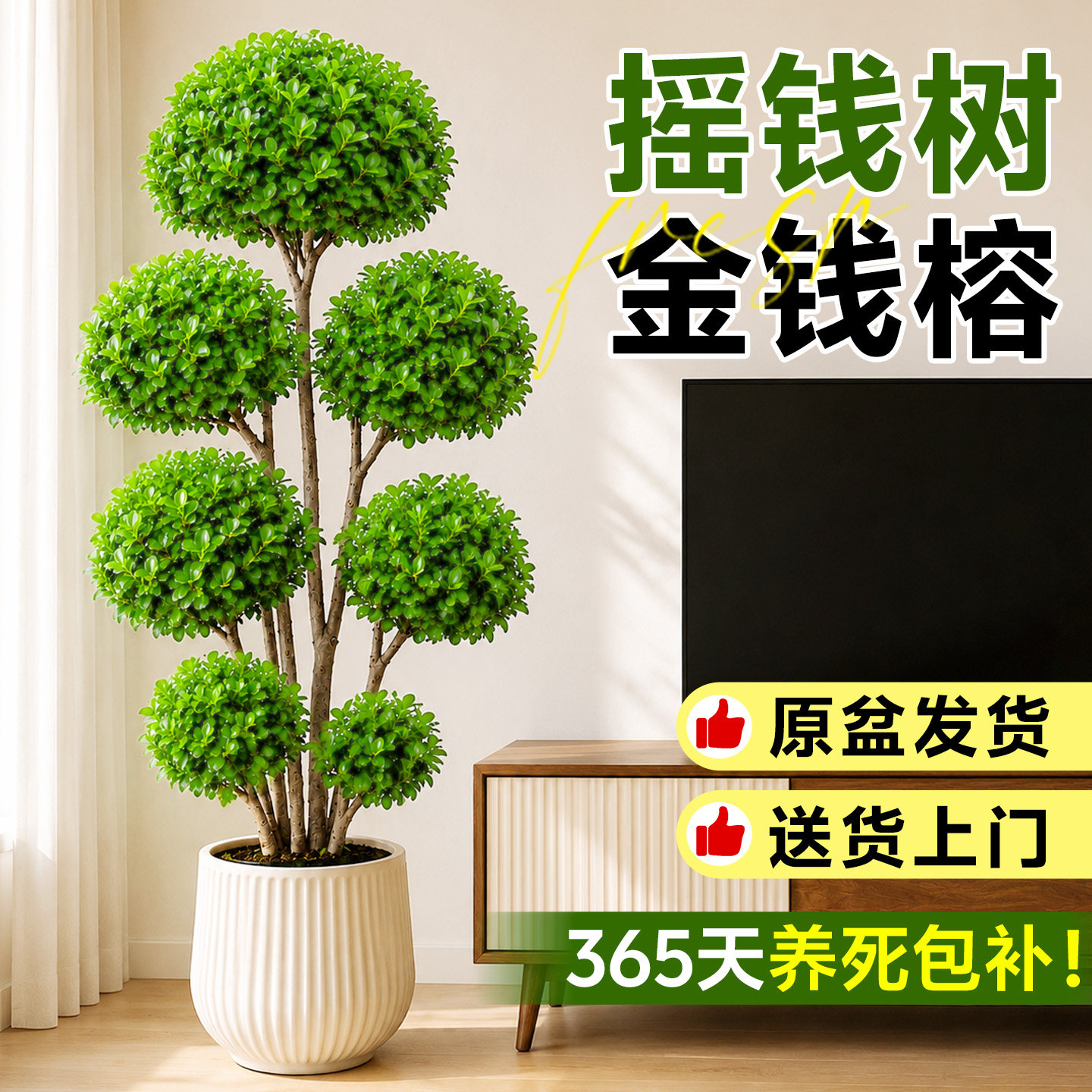 金钱榕盆栽摇钱树办公室大型发财树乔迁之喜室内客厅绿植招财榕树