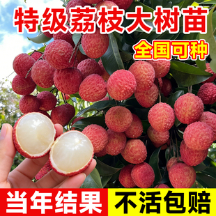荔枝苗树无核妃子笑桂味糯米糍果树盆栽嫁接特大水果树苗当年结果