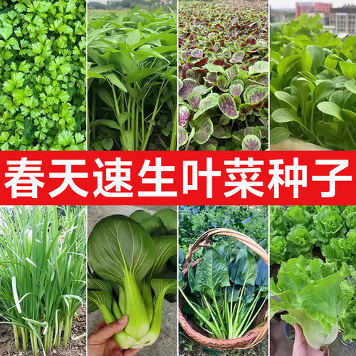适合春天种的速生蔬菜籽大全