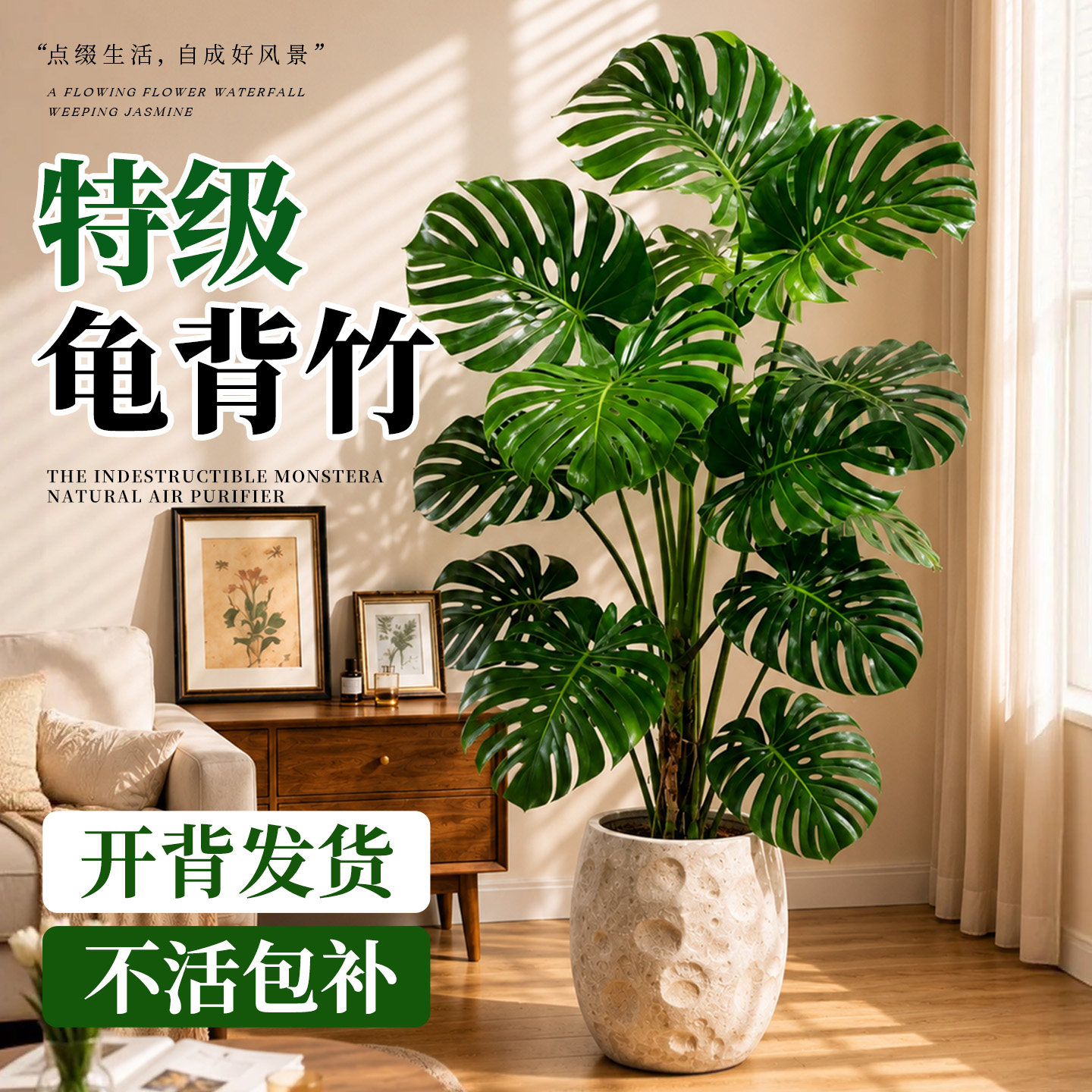 大叶龟背竹老桩盆栽高端绿植图片