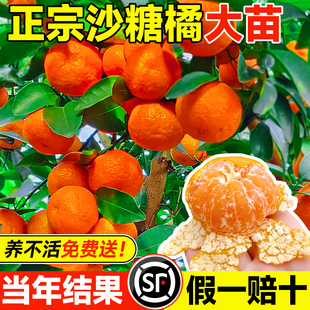 沙糖橘树苗橘子树果苗正宗广西砂糖橘树苗南北方种植盆栽地栽树苗