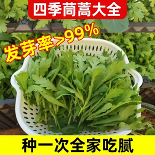 秋冬季 蔬菜种孑阳台种植菜籽 茼蒿菜种籽大叶中小叶菜种子大全四季