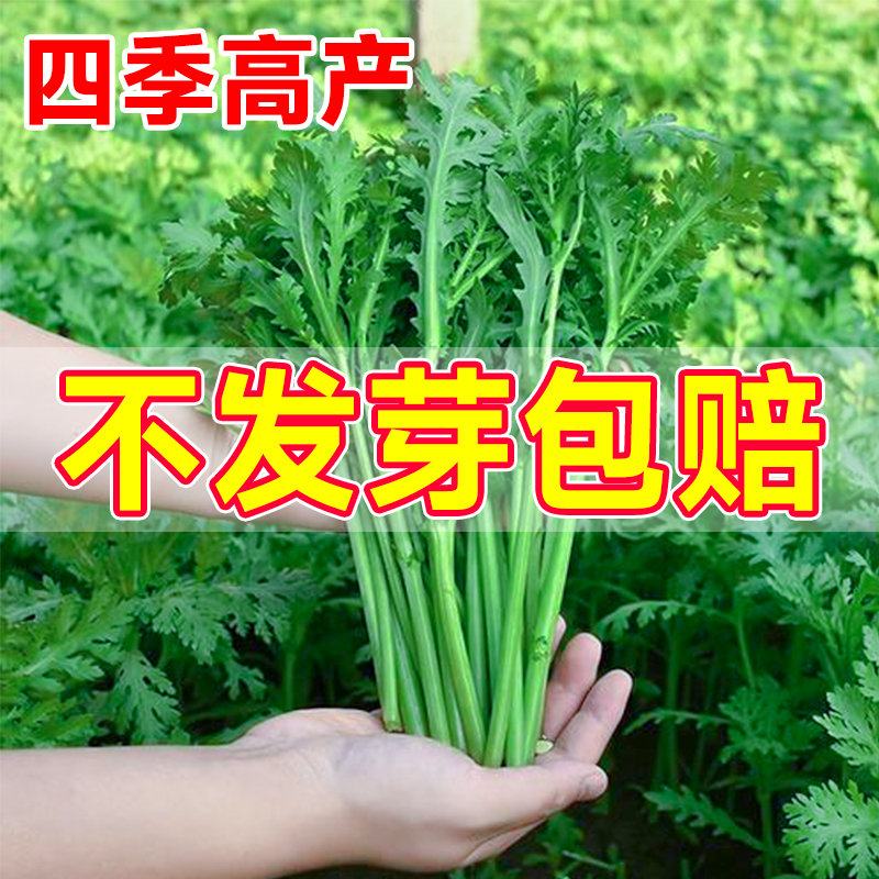 小叶茼蒿种子大叶茼蒿种籽四季皇帝菜种孑苗各种春播蔬菜籽种大全-封面