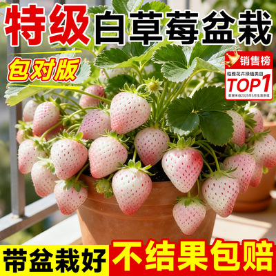 【特级白草莓盆栽】包成活到结果