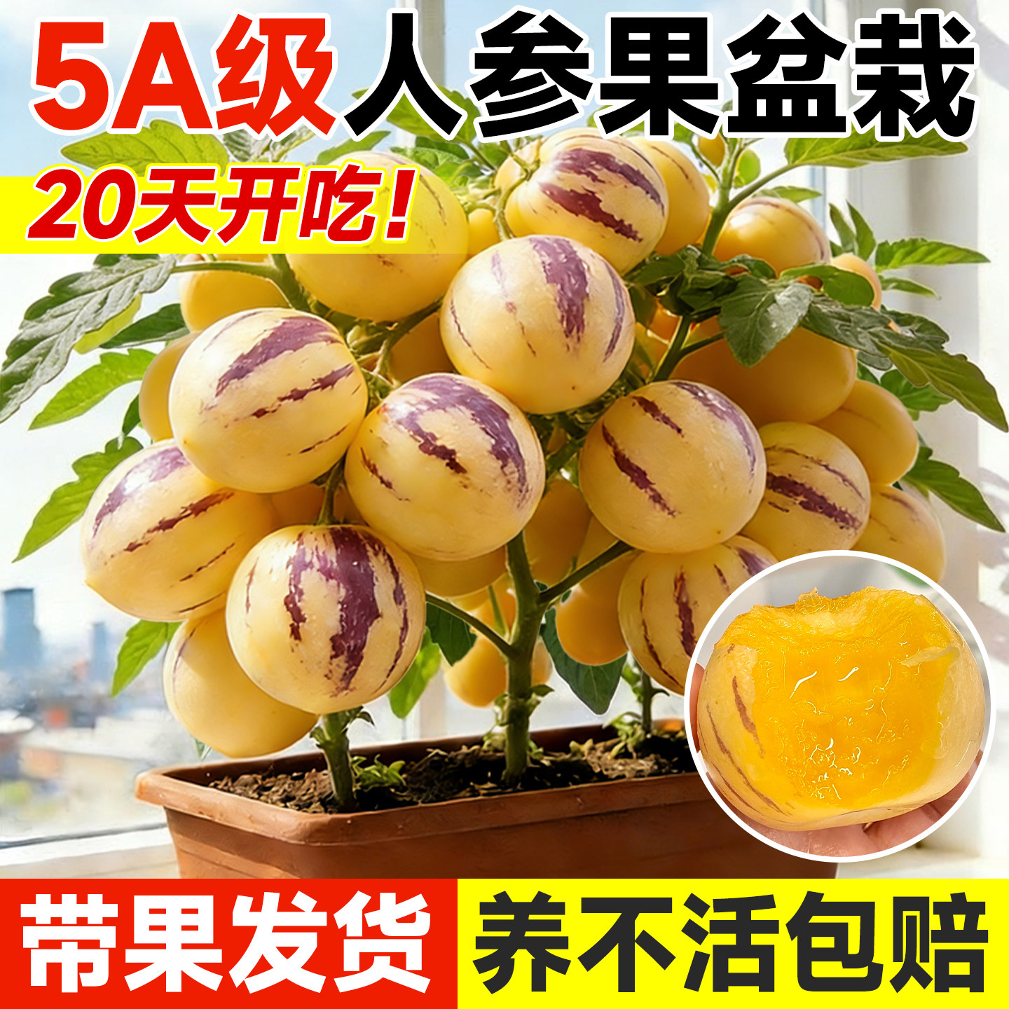 【带果发货】人参果盆栽不活包赔图片