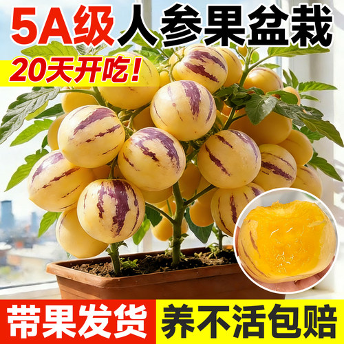 【带果发货】人参果盆栽不活包赔