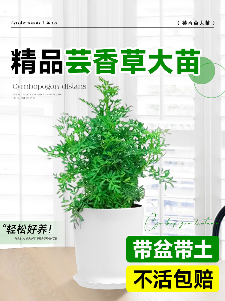 臭草盆栽芸香草苗贼仔草驱蚊防虫可食用室内外阳台庭院好养绿植物