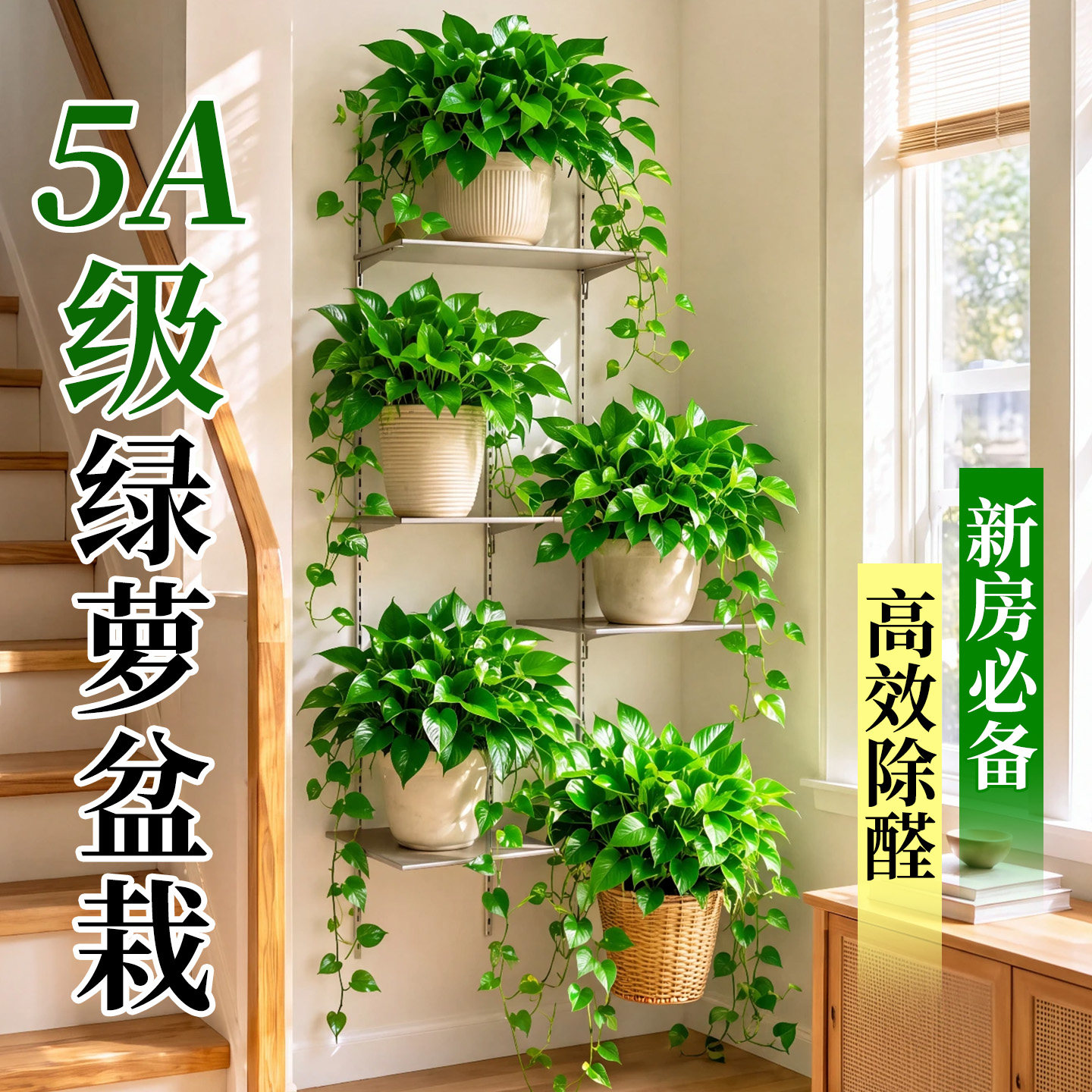 绿萝盆栽水培绿植大叶绿萝长藤款净化空气新房吸甲醛室内绿植好养