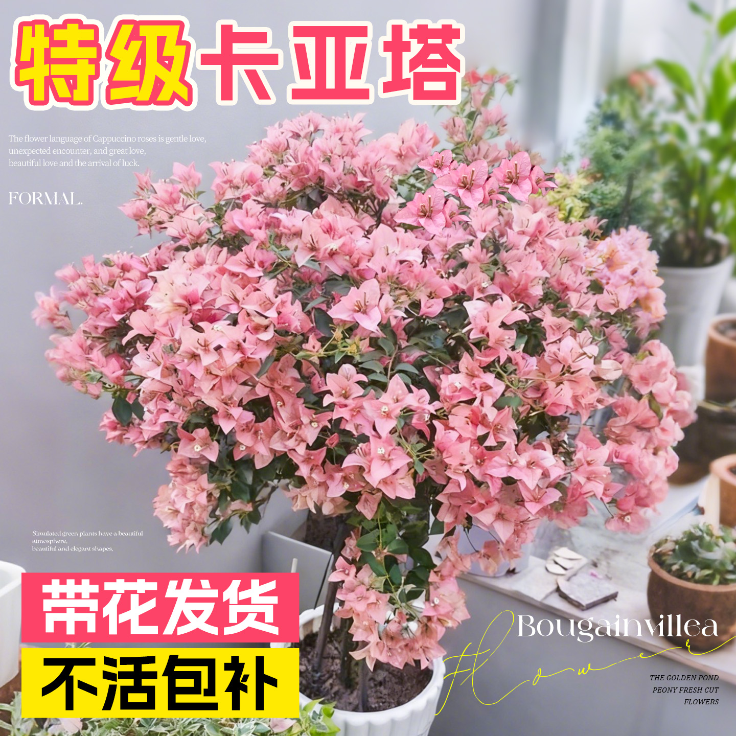 【特级卡亚塔三角梅】不活包赔