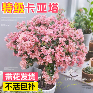 三角梅盆栽高端带花绿樱卡亚塔老桩花卉重瓣室内阳台四季植物好养