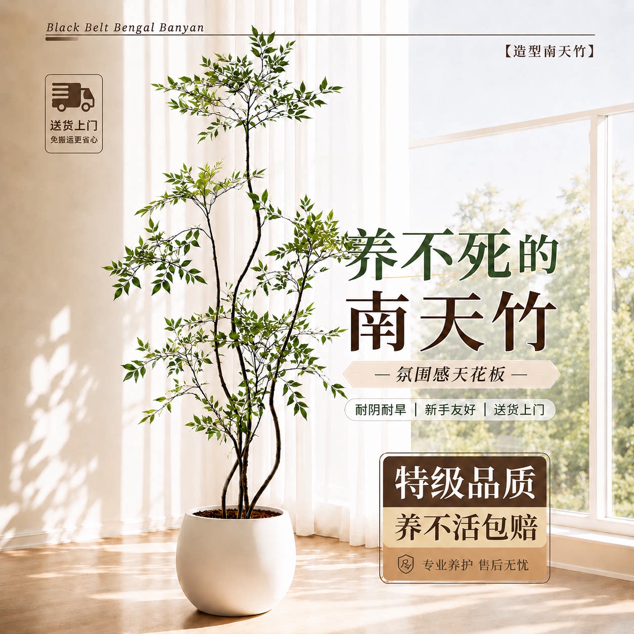 【特级南天竹】送货上门不活包赔图片