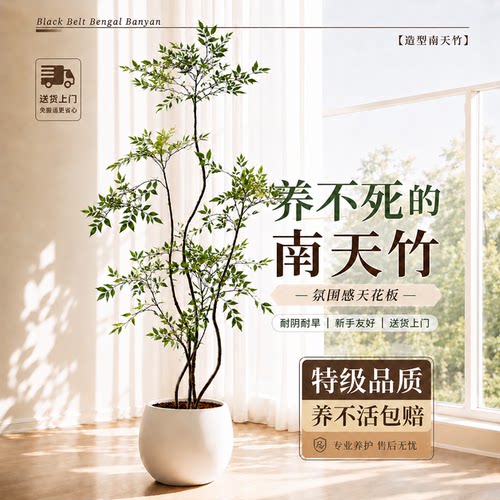 【特级南天竹】送货上门不活包赔