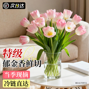 郁金香鲜花云南基地直发顺丰次日达真花鲜切花束家用花瓶插花水培