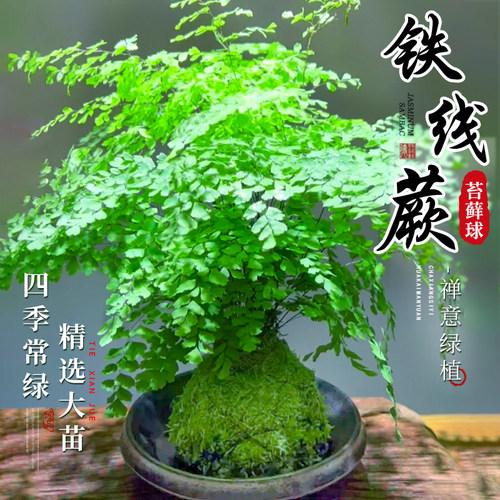 铁线蕨苔藓球禅意植物四季常绿
