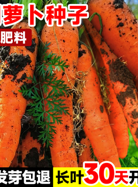 水果胡萝卜种子蔬菜种孑红樱桃萝卜籽种大全秋季种籽种植菜籽盆栽