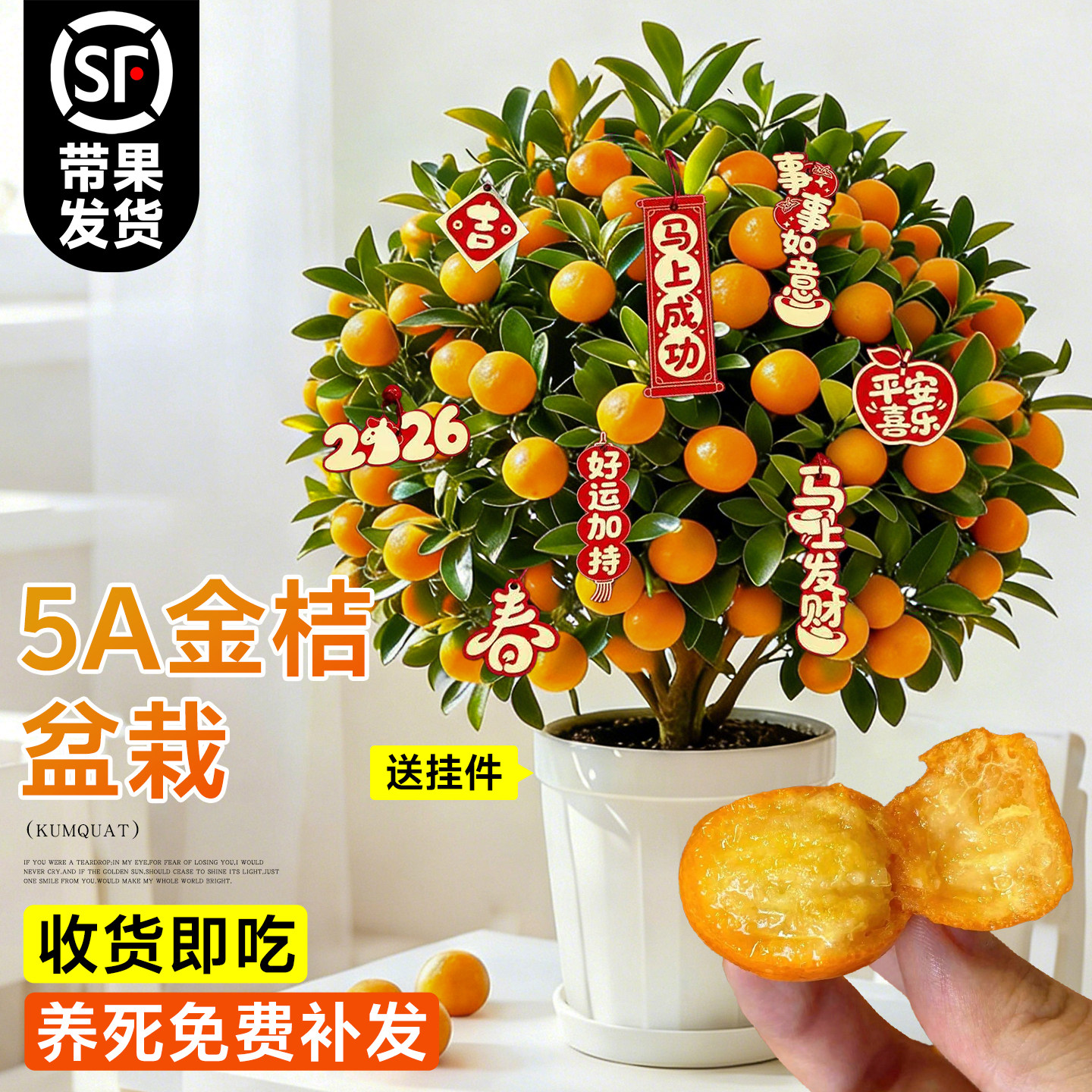 金桔树盆栽树苗年橘可食用带果脆皮四季橘子客厅室内外绿植物好养,鲜花速递/花卉仿真/绿植园艺,绿植,淘宝优惠券,粉丝福利购,淘宝优惠卷