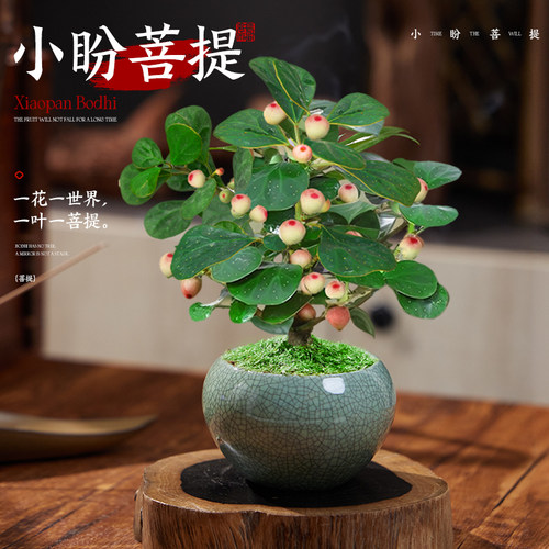 【桌面禅意绿植】小盼菩提小盆栽