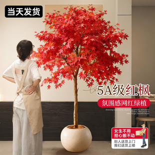红枫树盆栽树苗红枫叶老桩盆景室内庭院大型植物客厅落地绿植耐寒