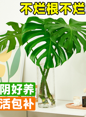 龟背竹盆栽纯水培植物高端老桩大叶水养绿植办公室除甲醛室内好养