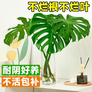 龟背竹水培植物大叶绿植室内好养