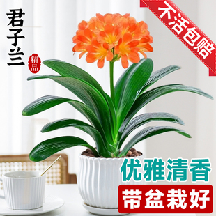 好养活 君子兰盆栽带花苞花卉植物室内国宝特级巨无霸大苗名贵四季