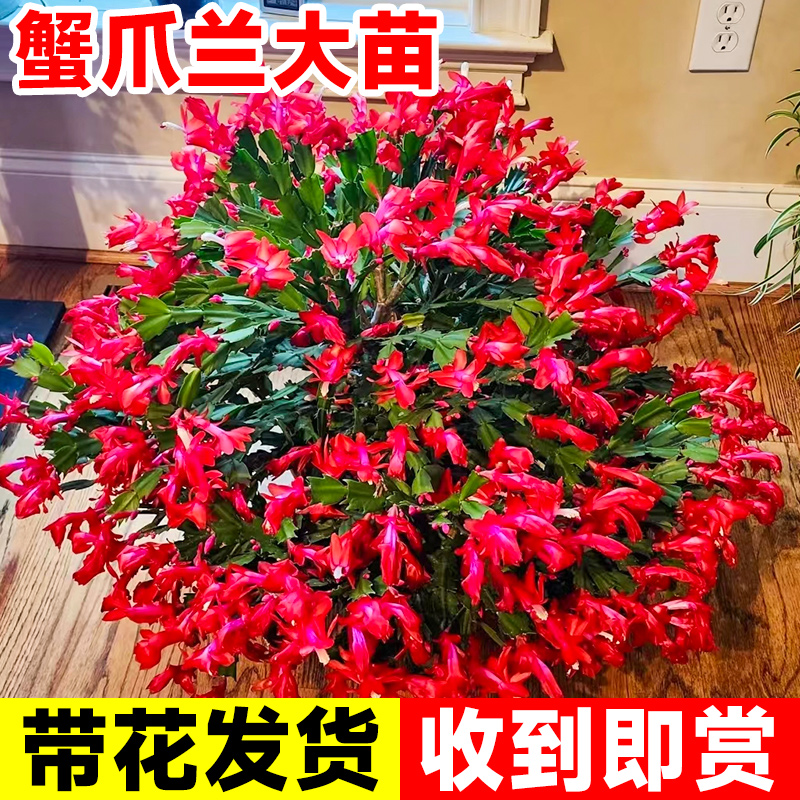 蟹爪兰盆栽带花苞嫁接重瓣双层仙人指新品阳台花卉绿植物室内花苗