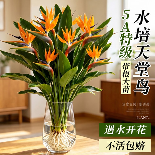 特级水培天堂鸟净化空气不活包赔