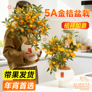 金桔树盆栽可食用带果四季桔客厅室内外小橘子盆景年宵花绿植好养