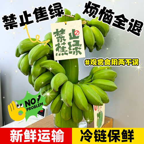 办公室家居解压好物可吃可观赏