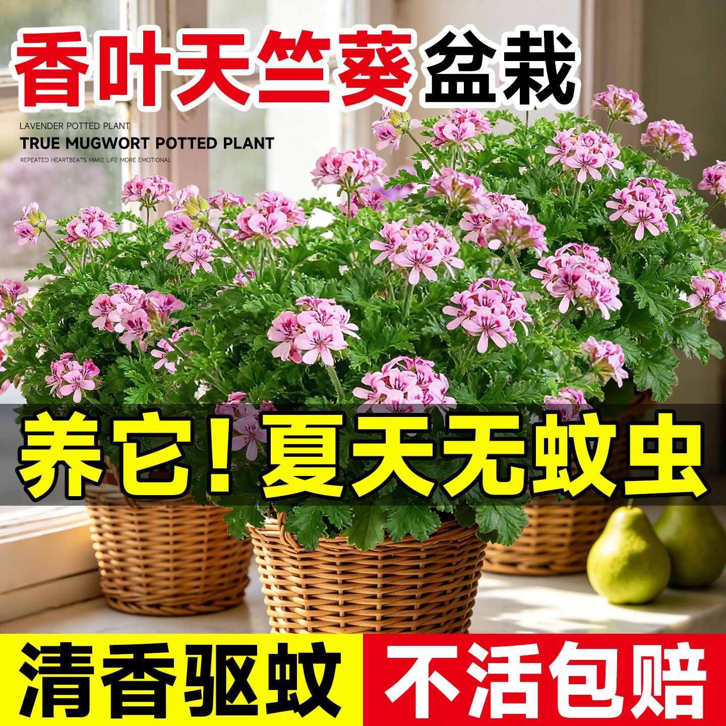 香叶天竺葵驱蚊草植物盆栽室内外防蚊植物庭院阳台四季好养活开花