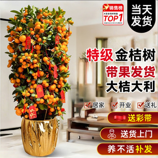 四季带果金桔树盆栽客厅室内大型植物年桔绿植新年旺宅树好养橘子