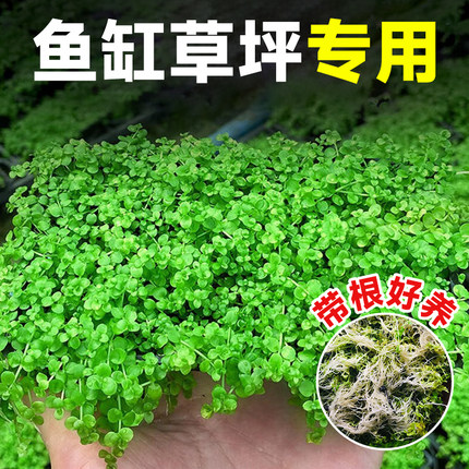 爬地矮珍珠水草日本趴地矮珍珠水草植物生态鱼缸造景专用净化水质