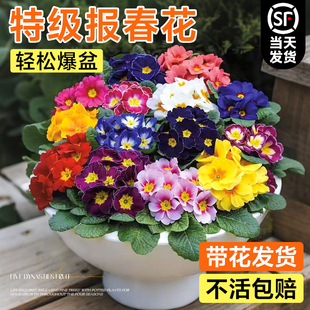 报春花盆栽带花苞玫瑰重瓣花苗种子室内耐寒四季开花年宵花卉绿植