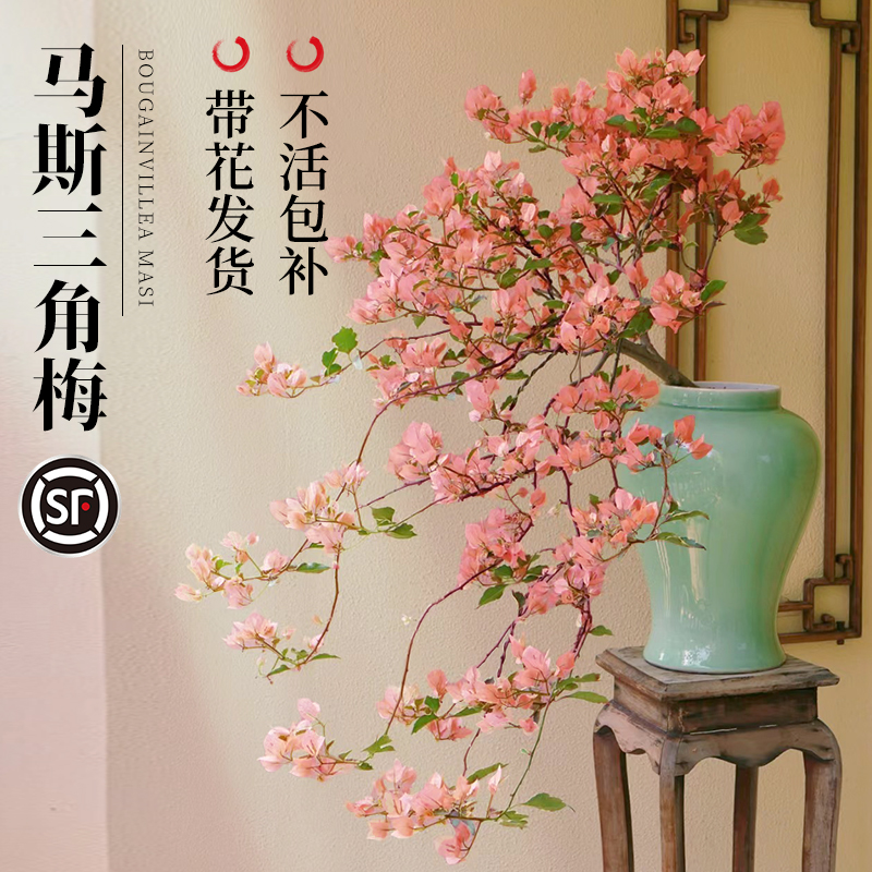马斯三角梅盆栽带花老桩绿漳红樱飘枝爬藤植物阳台室内四季开花卉