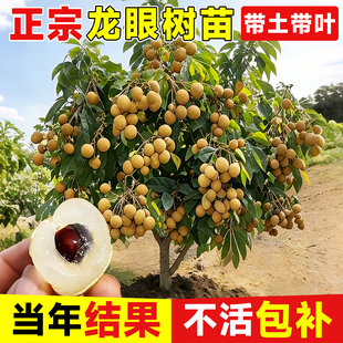 龙眼树苗嫁接盆栽水果树苗储良桂圆石硖南方四季种植地栽当年结果