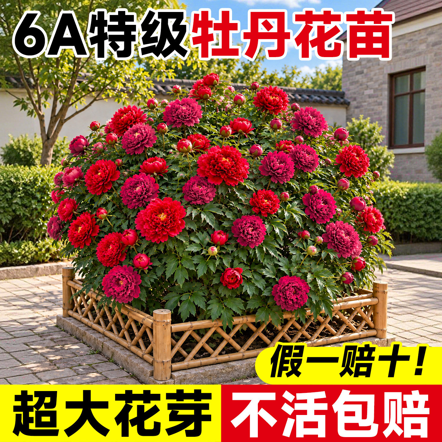 牡丹花树苗洛阳正宗大苗重瓣花苗一年四季好养的花卉庭院地栽盆栽