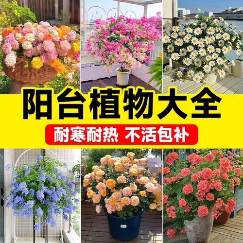 阳台植物好养活四季开花耐寒耐热