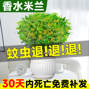 米兰花树苗 香水米兰盆栽驱蚊驱虫植物好养活绿植客厅室内花卉四季