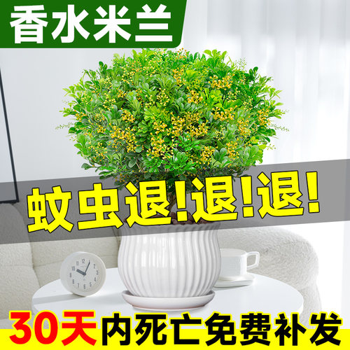 香水米兰盆栽驱蚊驱虫