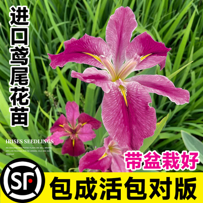 进口鸢尾花苗盆栽花卉绿植室外庭院植物易活四季不怕晒不怕冻的花