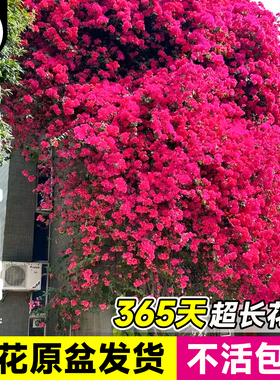 爬藤三角梅盆栽绿樱漳红樱老桩带花苞发货庭院花卉绿植物四季开花