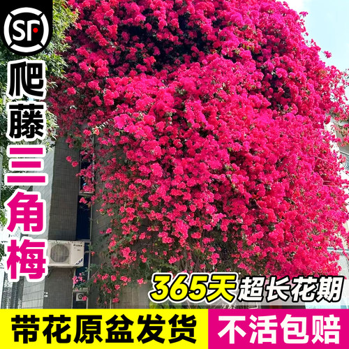爬藤三角梅大苗带花发货