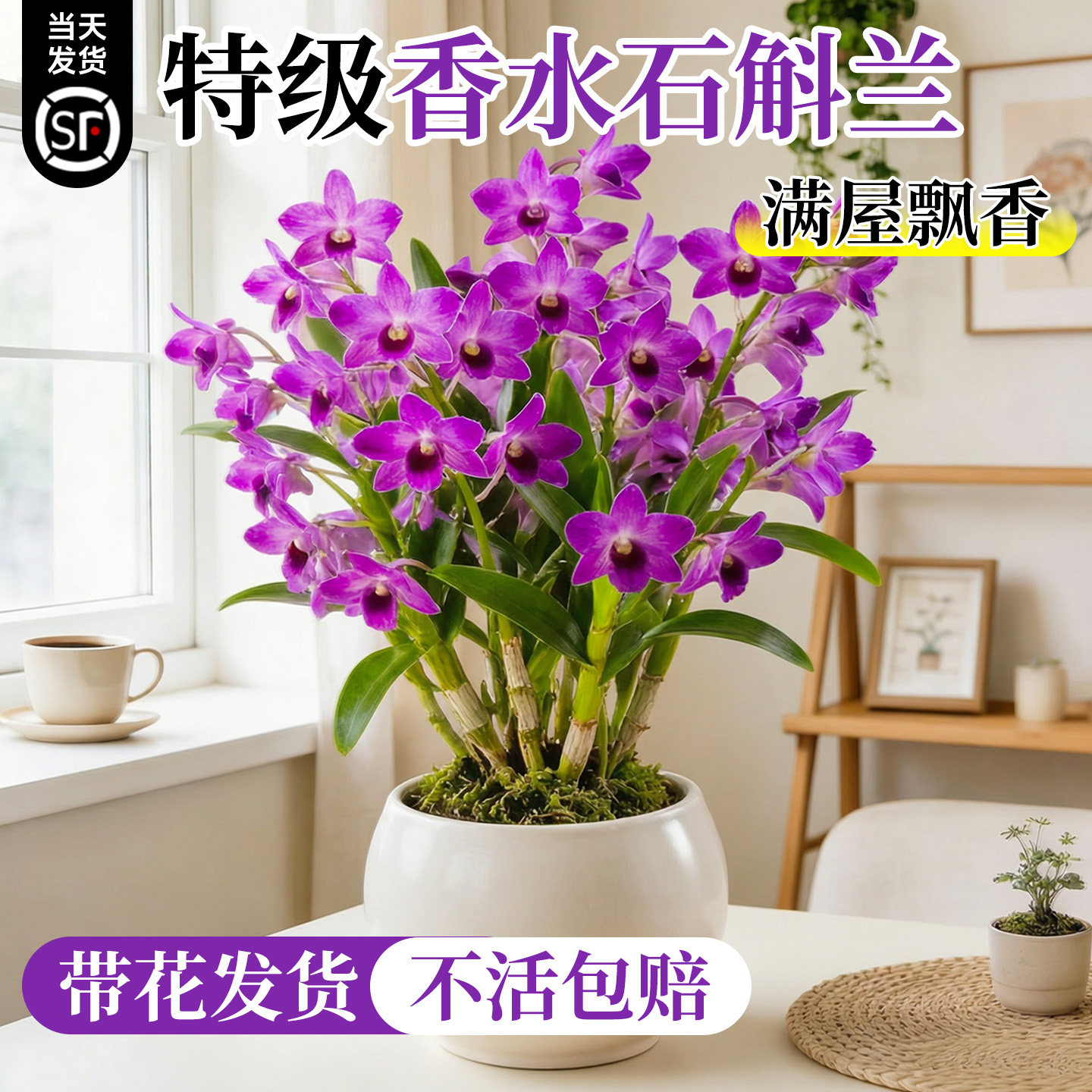 七彩香水石斛兰盆栽带花水培四季开花浓香型室内客厅桌面花卉好养