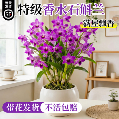 香水石斛兰带花发货60天养死包赔