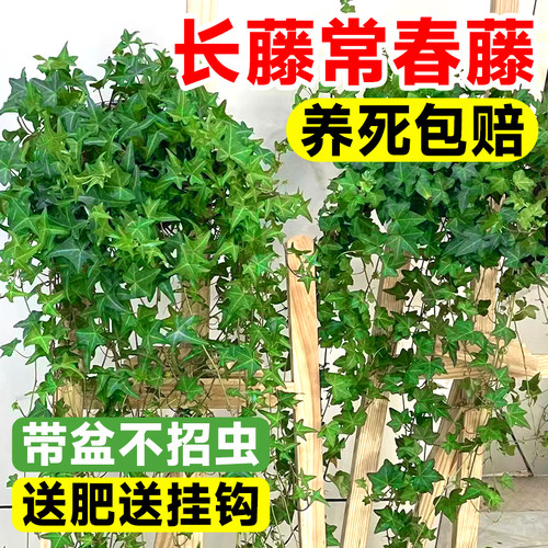 常春藤带盆栽吊兰垂吊植物除甲醛