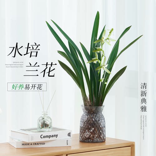 水培墨兰兰花室内浓香型水养绿植